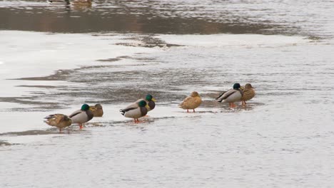 bunch of ducks sitting on the edge of ice in river close