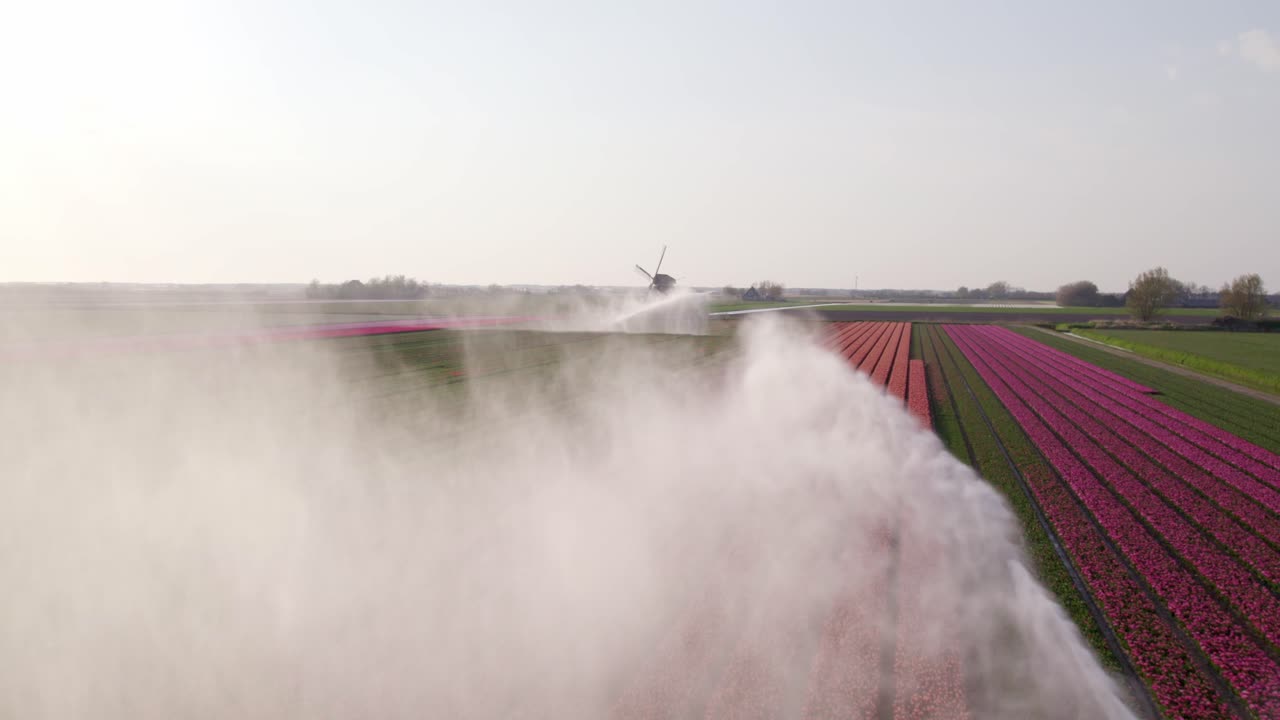 Fattorie di tulipani colorate con mulini a vento in movimento, 't Zand, Olanda Settentrionale