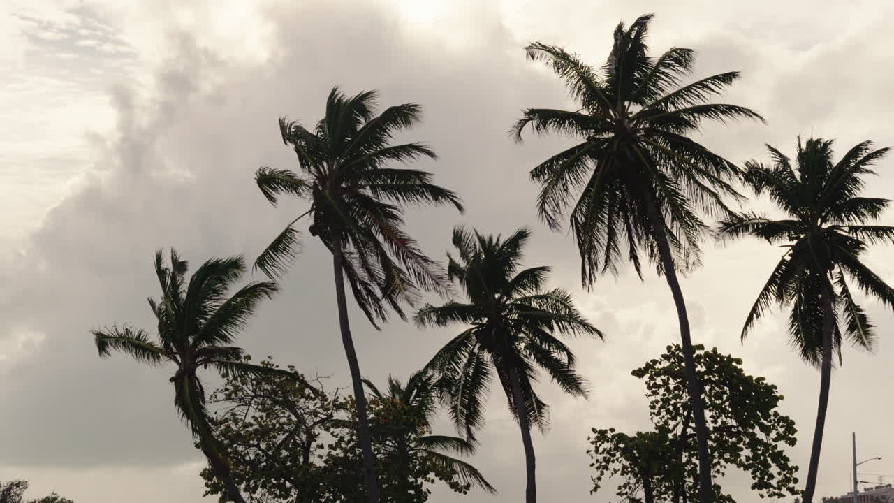 Palm Trees in Windy Weather
