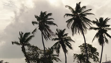 palm trees in windy weather