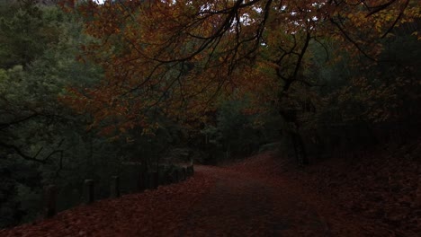 Carretera-De-Coche-En-El-Bosque-De-Otoño