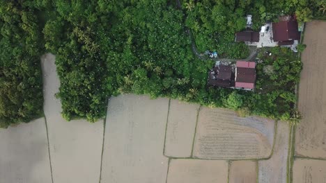 aerial asian openbill birds fly over the rural malays kampung village