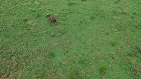 field of cows in cumming, georgia