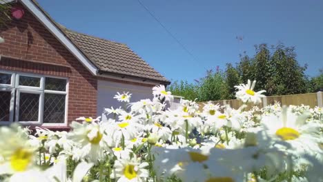 many chamomile flowers growing outside a family house happy opening film scene