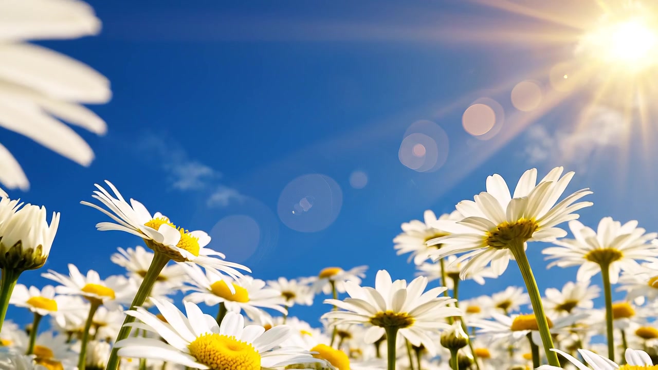 Close-up of white daisies under a bright sunny sky
