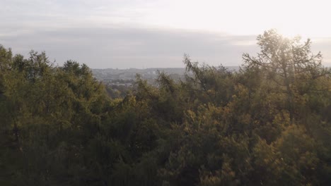 Hermosos-Rayos-De-Sol-Dorados-En-El-Bosque-A-Través-De-Los-árboles,-Mañana-Soleada-Justo-Después-Del-Amanecer,-Vista-Aérea