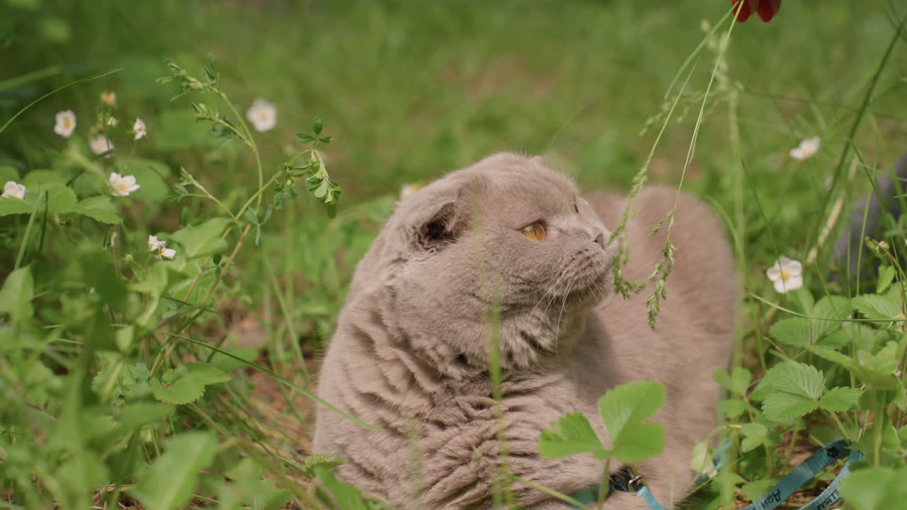 Beige Scottish Fold Cat Relaxing In Grass, Sunlit Wildflower Meadow, Head Tilting And Sniffing Blooms, Amber Eyes HalfClosed, Plush Fur Ripples, Serene Purring, Tranquil Summer Afternoon, Cozy