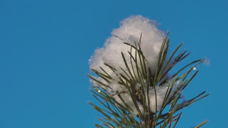 pine forest in winter