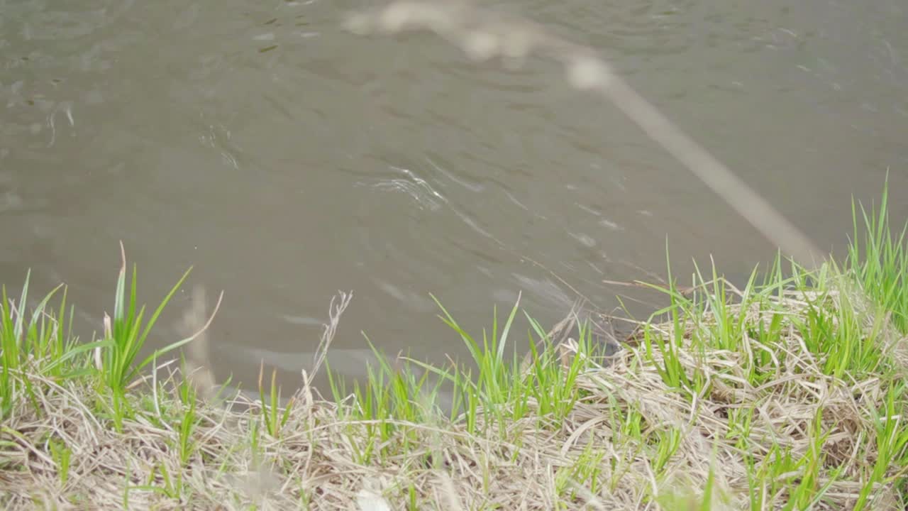 풀과 물이 있는 강변