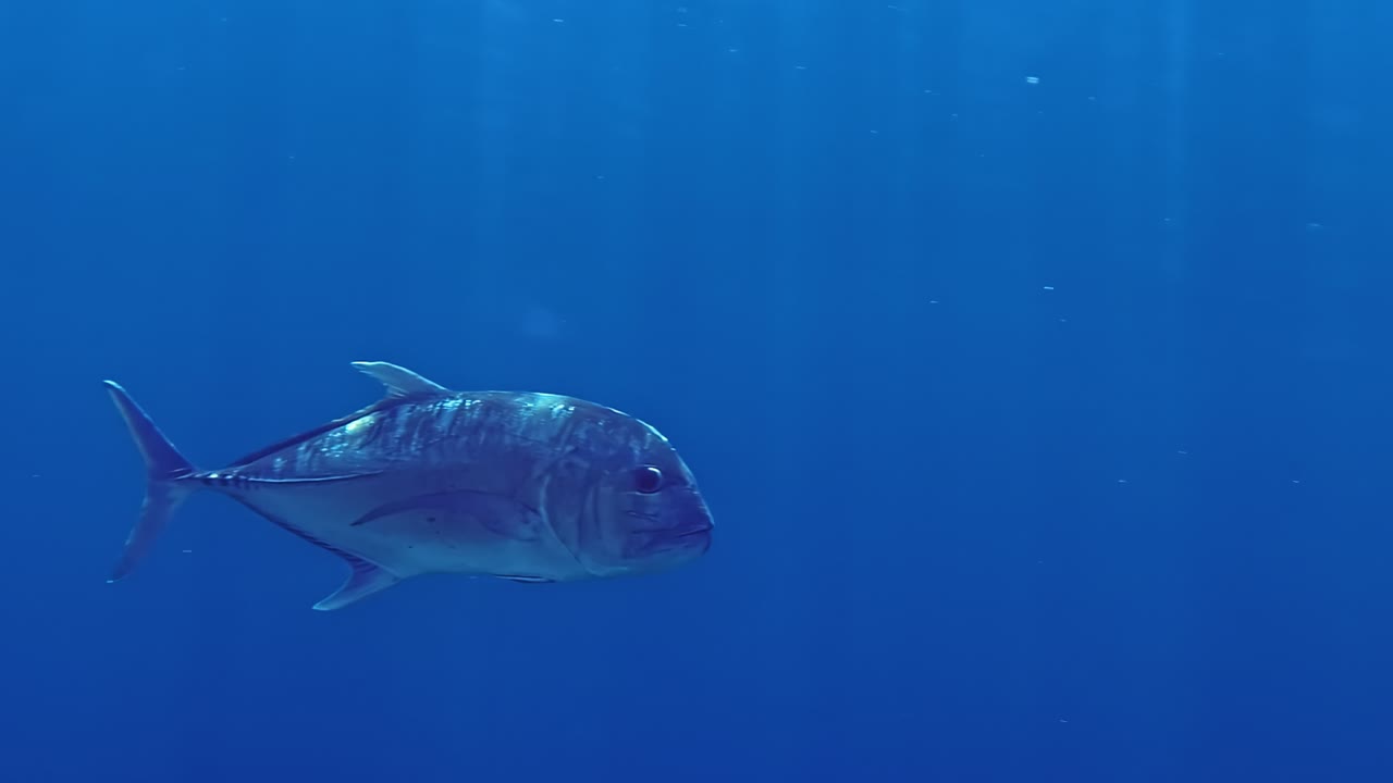 Giant trevally swims powerfully through open blue water in Red Sea, slow motion underwater view