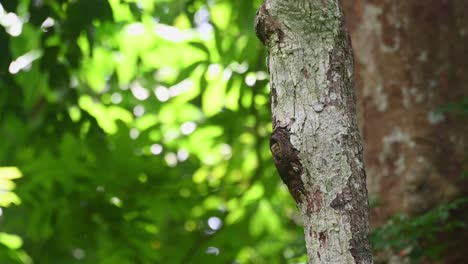 Collared-Owlet,-Taenioptynx-brodiei,-Kaeng-Krachan-National-Park,-Thailand