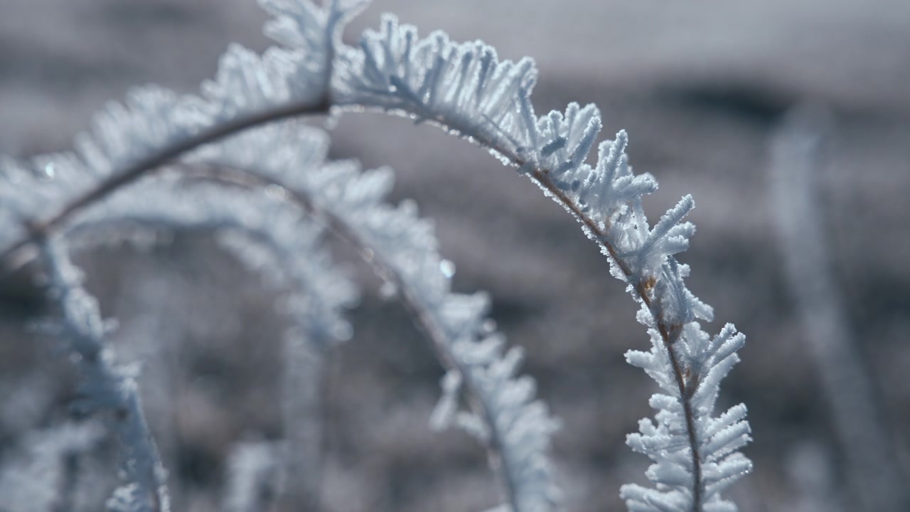 Tørket plante dekket av morgenrim om vinteren