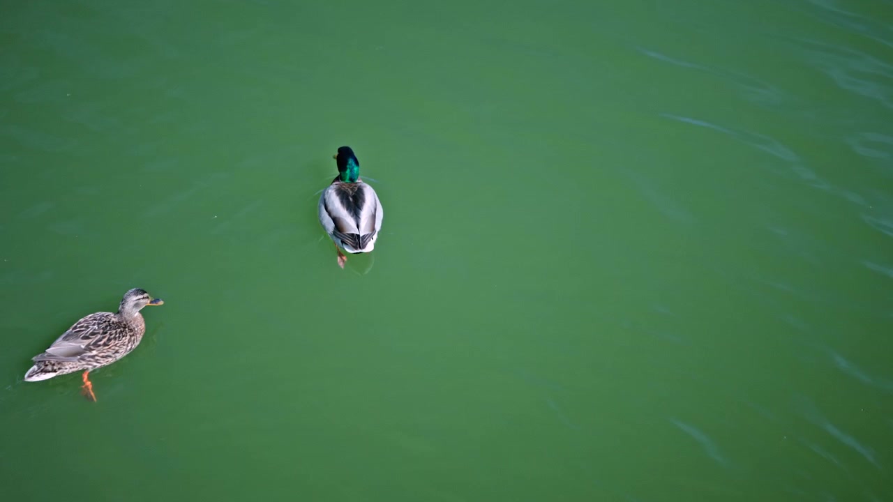 Ripresa dall'alto di un germano reale maschio che nuota su acqua verde e calma.