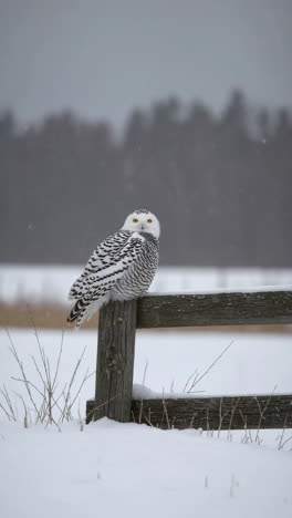 snowy owl perched on a fence in winter