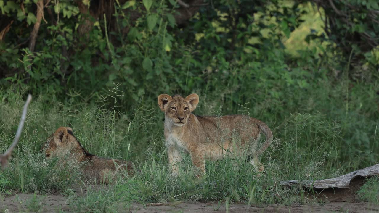 Wide shot of cute lion cubs standing in the long grass, Mashatu Game Reserve.