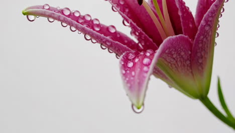 close-up of a pink lily with dew drops
