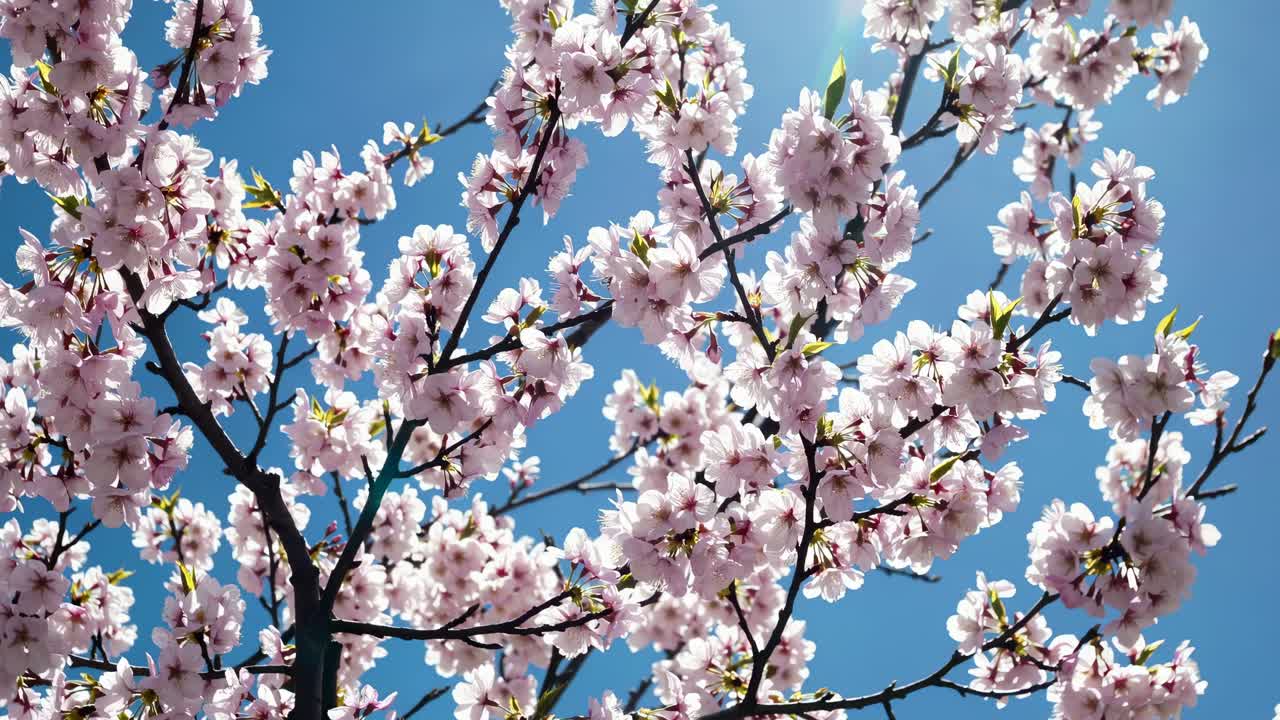A low-angle video shot captures delicate pink cherry blossoms against a clear blue sky