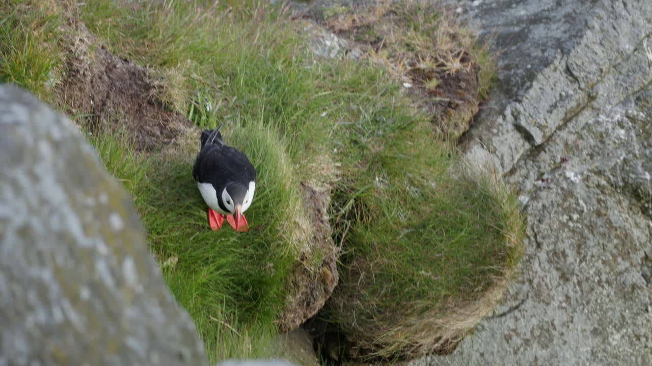 A puffin prepares to take off from the rocky island of Runde in Norway. After a short flight, it lands on a rock opposite