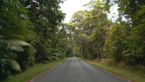 Driving-through-a-jungle-forest-rainforest-on-a-country-road-street-in-POV-point-of-view-with-a-car-in-4K-UHD