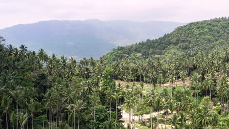 Tropical-palm-tree-jungle-valley-panorama-in-Thailand,-fast-tilt-shot