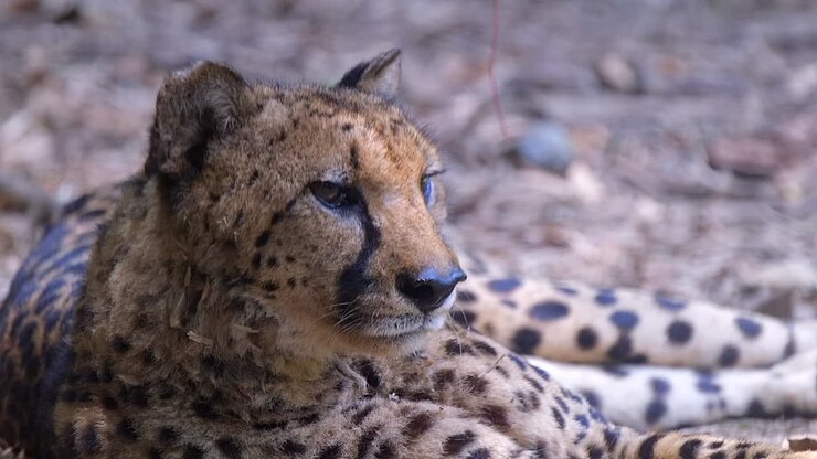 Close up shot of a sleepy cheetah , slow mo clip, front shot