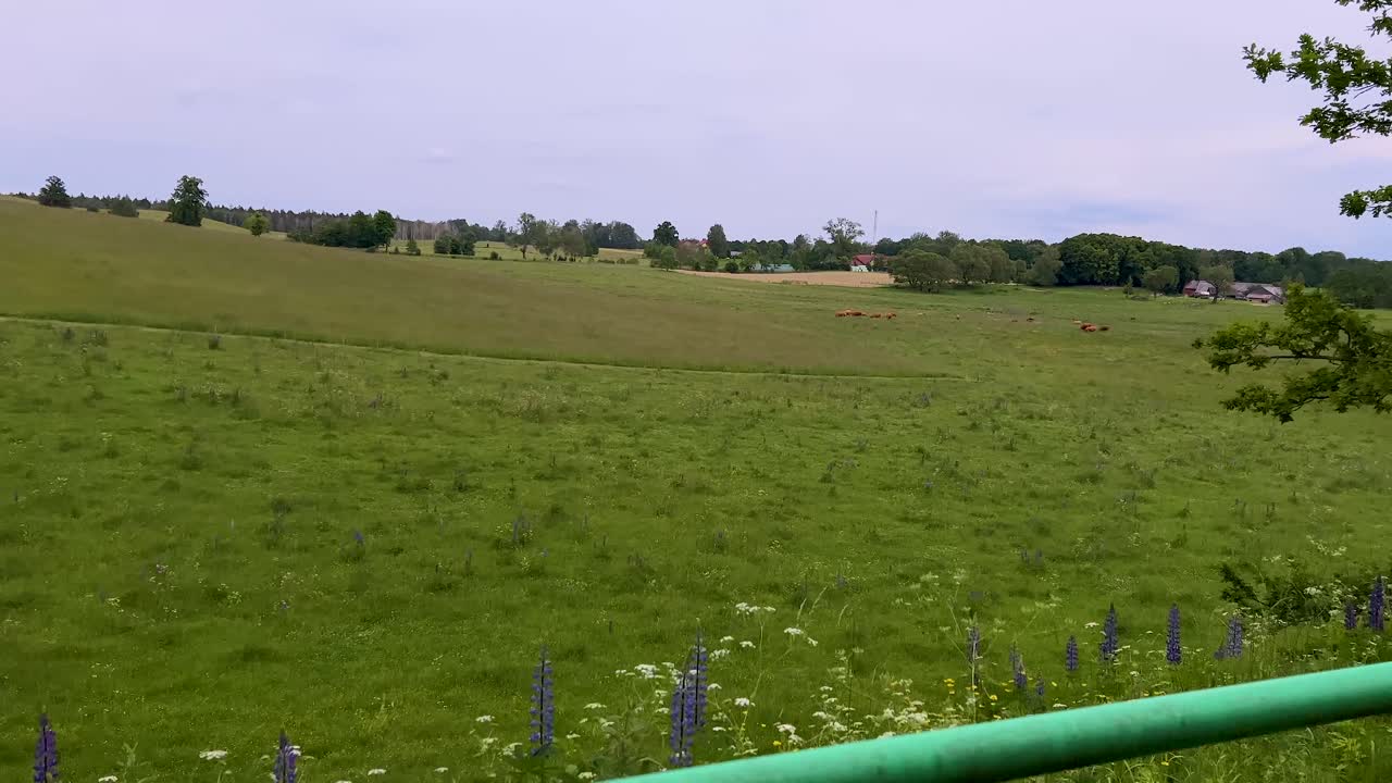 넓은 목초지를 통과하는 1인칭 시점