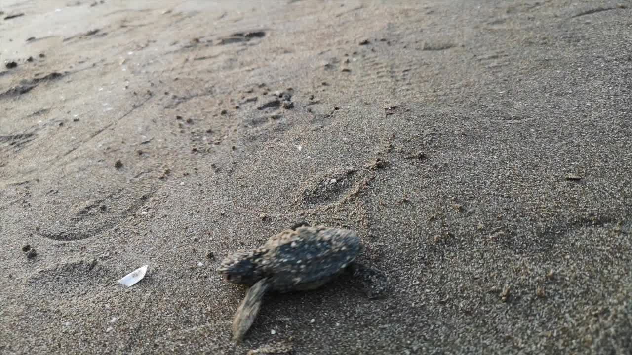 Baby Sea Turtle Hatching On a beach turkey