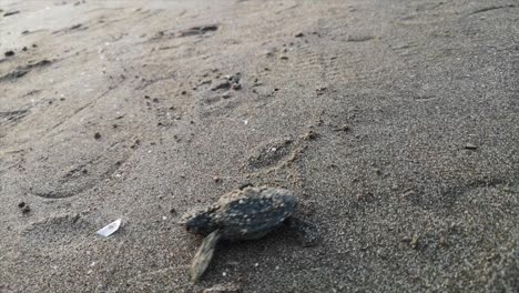 Tortuga-Marina-Bebé-Naciendo-En-Una-Playa-Turquía