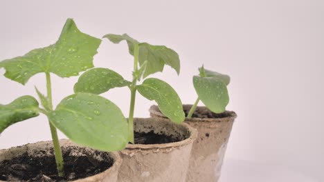 plántulas de pepino con gotas de agua en hojas en macetas de arcilla sobre un fondo blanco