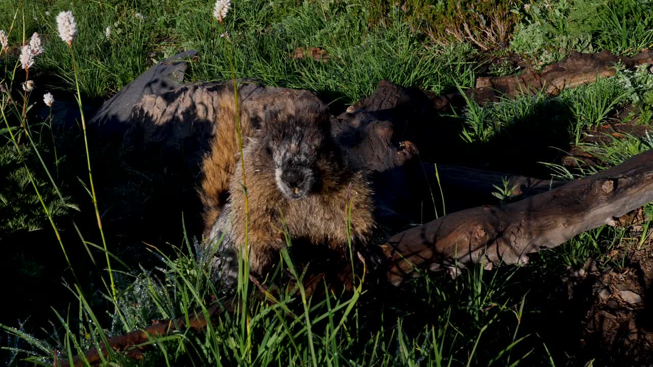 Rallentatore di marmotte canute, specie animale roditore, in prati erbosi. Parco Nazionale del Monte Rainier, Seattle, Washington, USA. Natura alpina e fauna selvatica