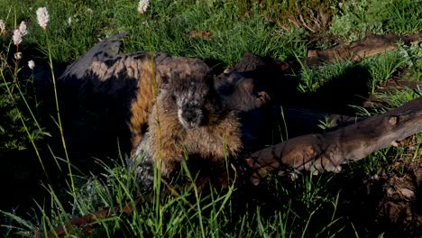 slow motion of hoary marmots rodent animal species groundhog squirrel in grassy meadows mount rainier national park seattle washington usa america nature wildlife alpine