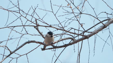 black-capped chickadee bird pecking buds hanging on tree twig in spring japan