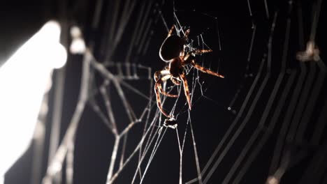 spider on its web at night