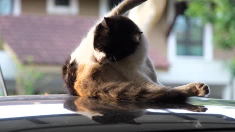 Autolimpieza-De-Gato-Blanco-Y-Negro-En-La-Parte-Superior-Del-Coche