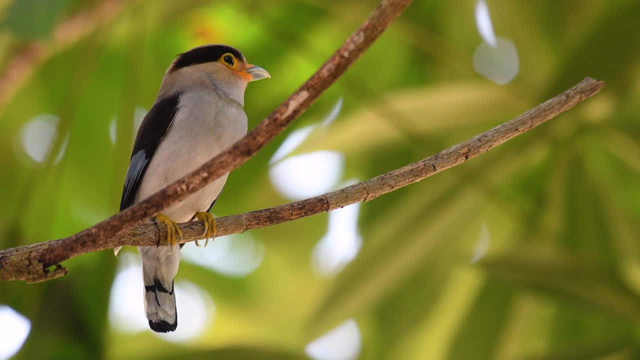 The Silver-breasted Broadbill is a famous bird in Thailand, both local and international