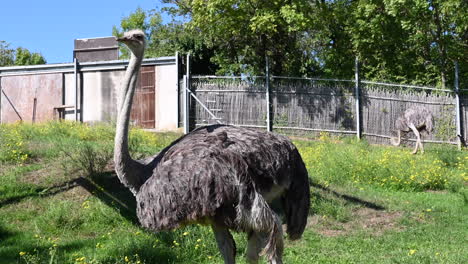 un avestruz se rasca las plumas en un campo de hierba en un parque zoológico