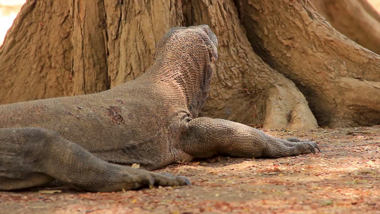 deshilachado lagarto dinosaurio dragón de komodo descansando bajo la sombra en sumatra, indonesia - primer plano medio
