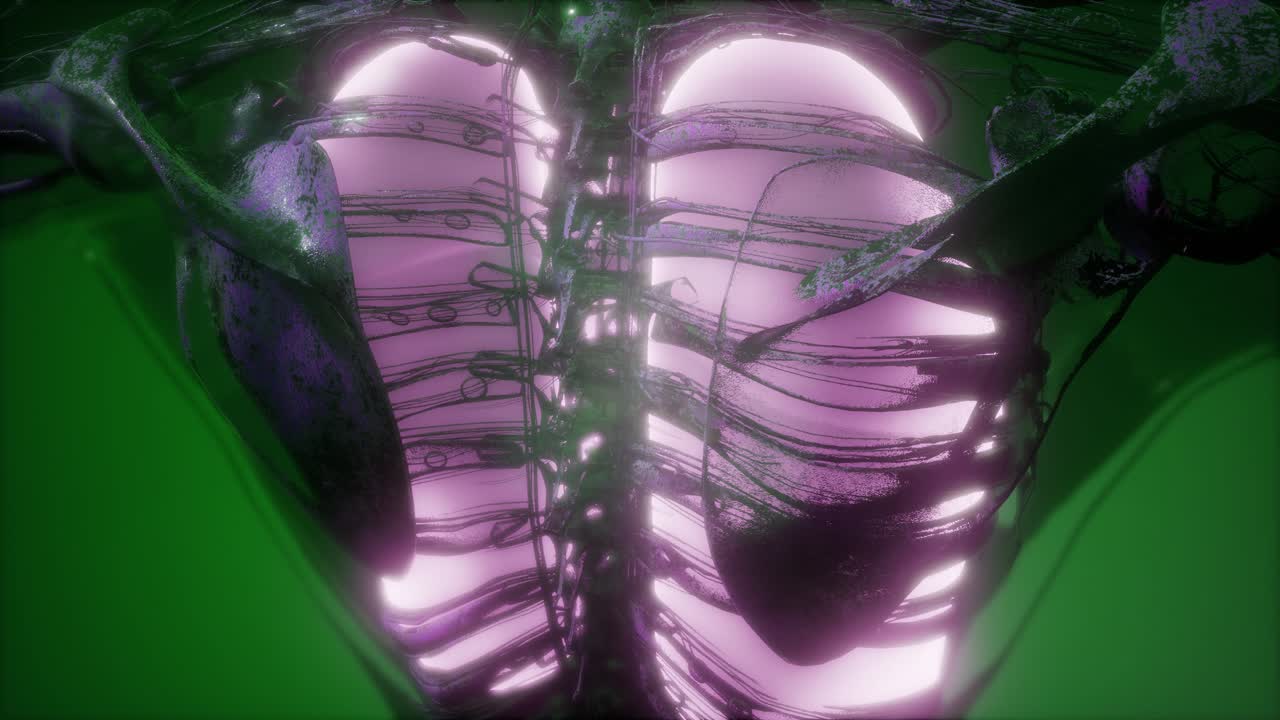 cuerpo humano con pulmones visibles