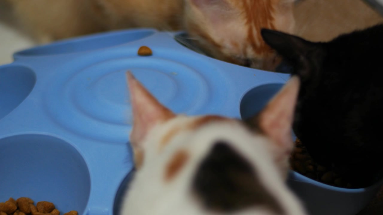 Mehrere Katzen fressen Trockenfutter aus gemeinsamen Futternäpfen, Tägliche Tierpflegeroutine.