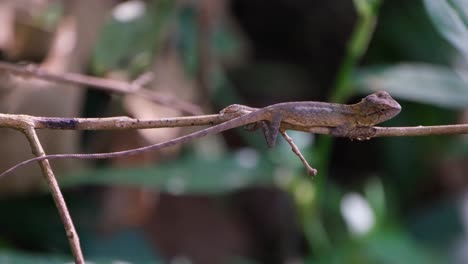 Seen-pretending-to-be-part-of-a-twig-without-moving-but-one-can-see-it-breathing-intensely,-Oriental-Garden-Lizard-Calotes-versicolor,-Thailand