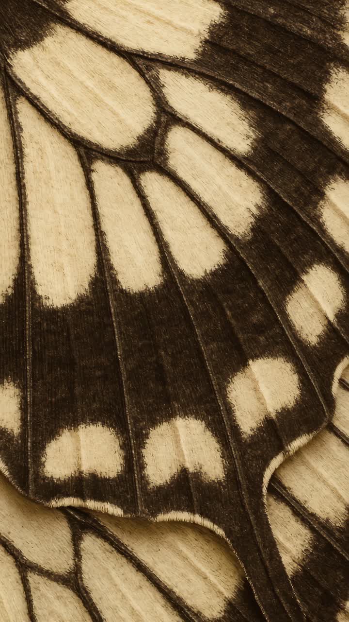 Primo piano, angolazione della camera di un'ala di farfalla che mostra motivi e trame intricati