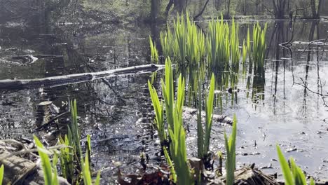 green stalks in a dark dirty lake