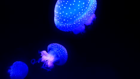 blue glowing jellyfish moving in the dark blue water.