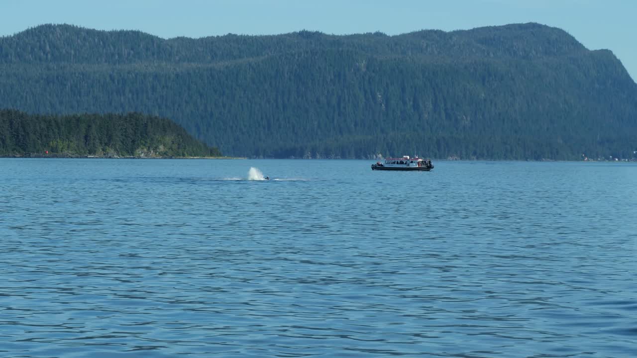アラスカでホエールウォッチングを楽しむ観光客を乗せた遊覧船の近くで、尾びれで水面を叩くザトウクジラ。