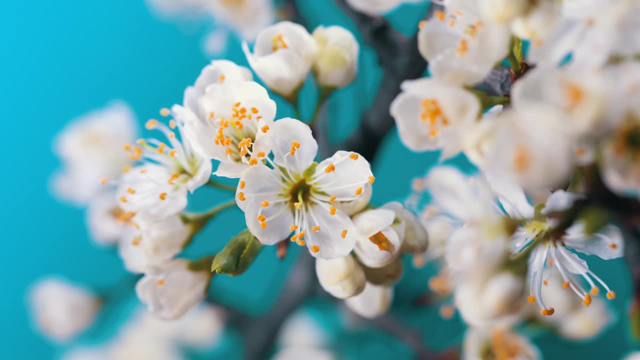 las flores de primavera están floreciendo. la flor de ciruela floreciendo contra un fondo azul en una película de lapso de tiempo. vídeo delapso de tiempo de la floración de los pétalos blancos de una flor de cerezo contra un cielo azul.