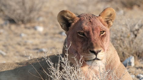 una escena con un león africano somnoliento - de cerca