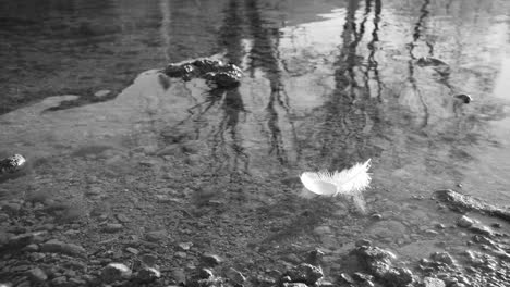 monochrome close up of a flower floating on water with tree reflections and pebbles beneath