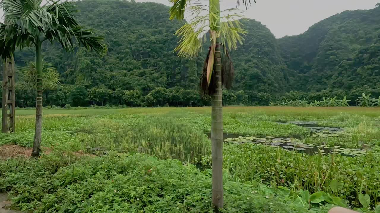 POV đi xe tay ga qua vùng quê xanh tươi, cánh đồng lúa Mai Châu, Việt Nam, Đông Nam Á
