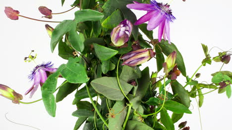 pasiflora 01
