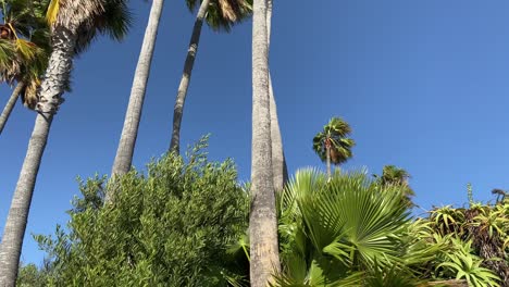 pan up of palm trees